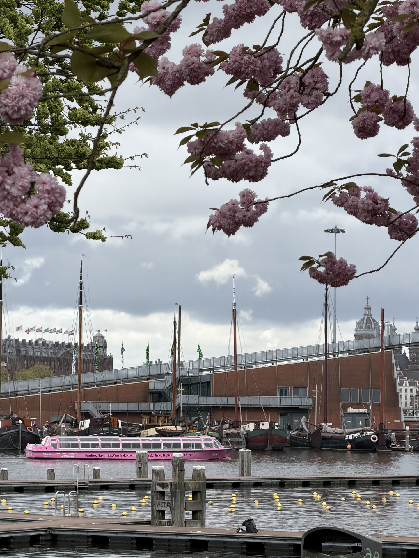This photo captures a serene waterfront scene at Kade West, Marineterrein, Amsterdam, framed by vibrant pink cherry blossoms